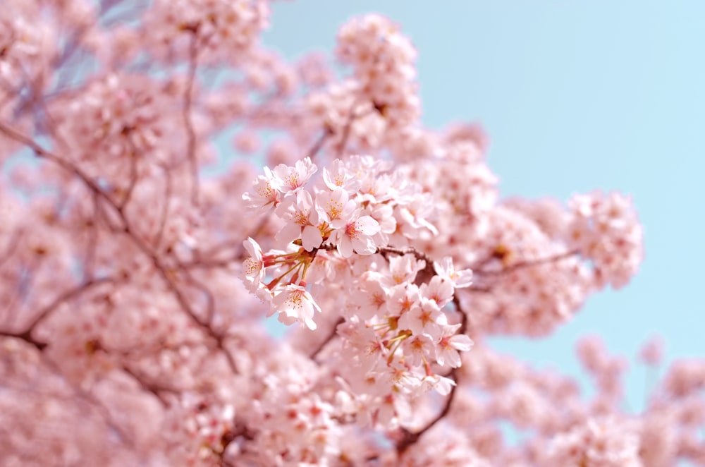 Fleurs de cerisier